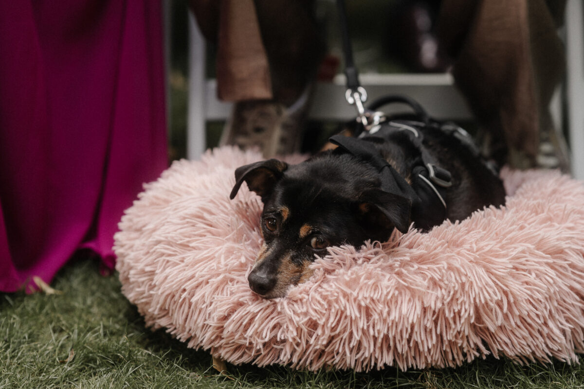 Emotionale freie Trauung im Weingut Hahn